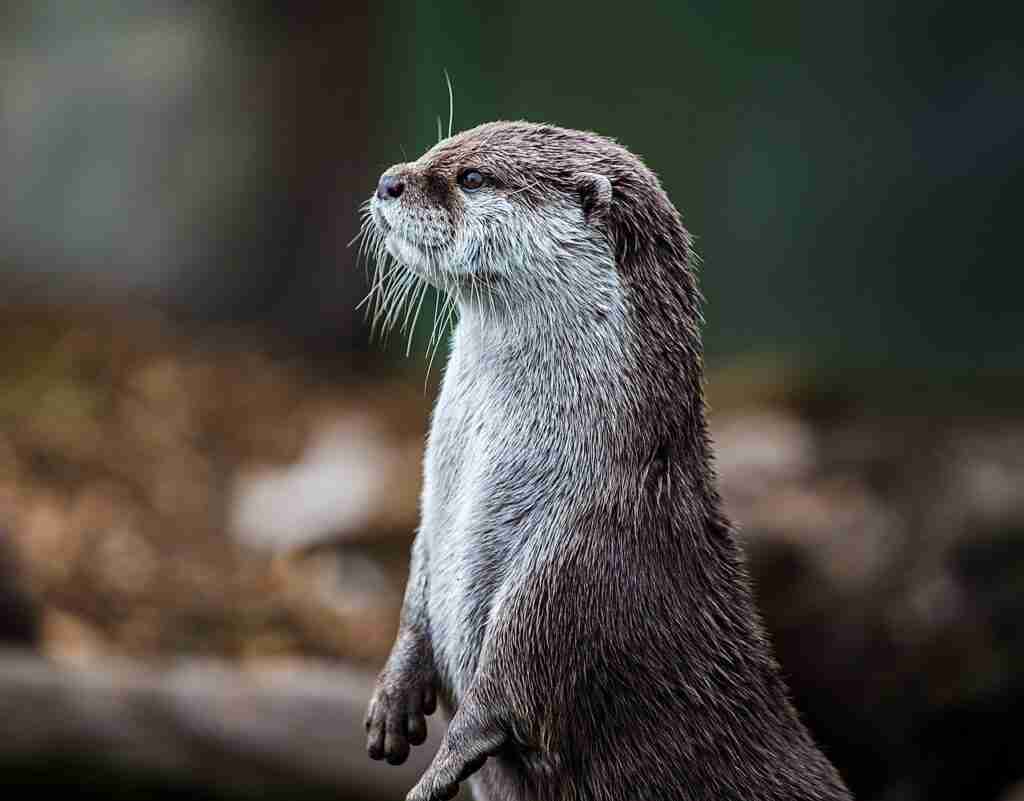 otter, animal, nature