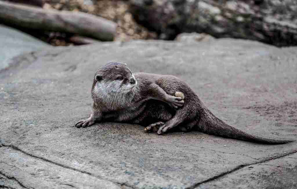 21 Fun Facts about Otters | Joyful Aquatic Lives 3 otter, stone, mammal