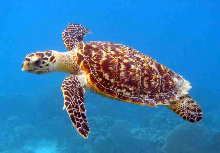 Sea Turtle
