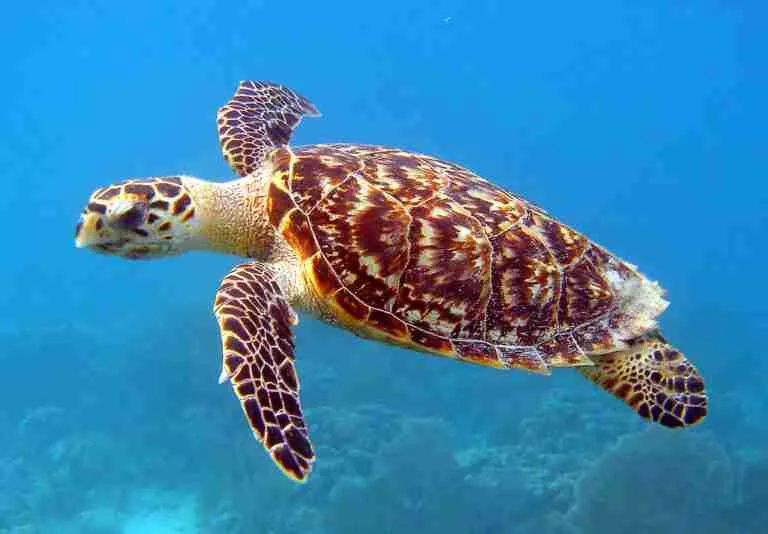 22 Fun Facts about Sea Turtle | Survival Secrets 4 Sea Turtle