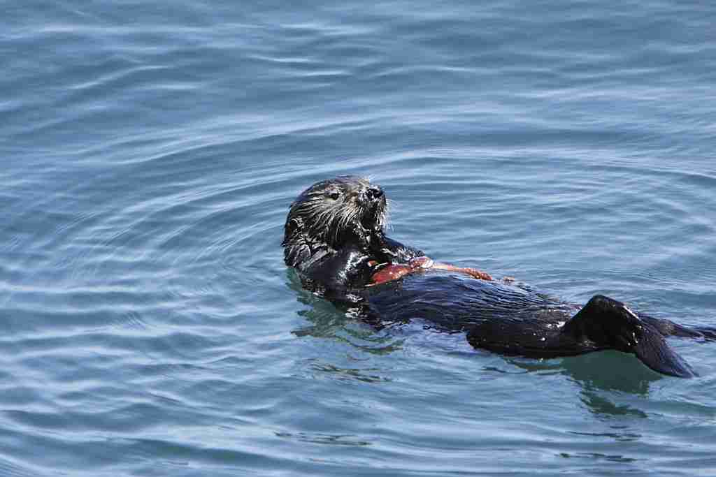 21 Fun Facts about Otters | Joyful Aquatic Lives 4 otter eating making their chest as dining table