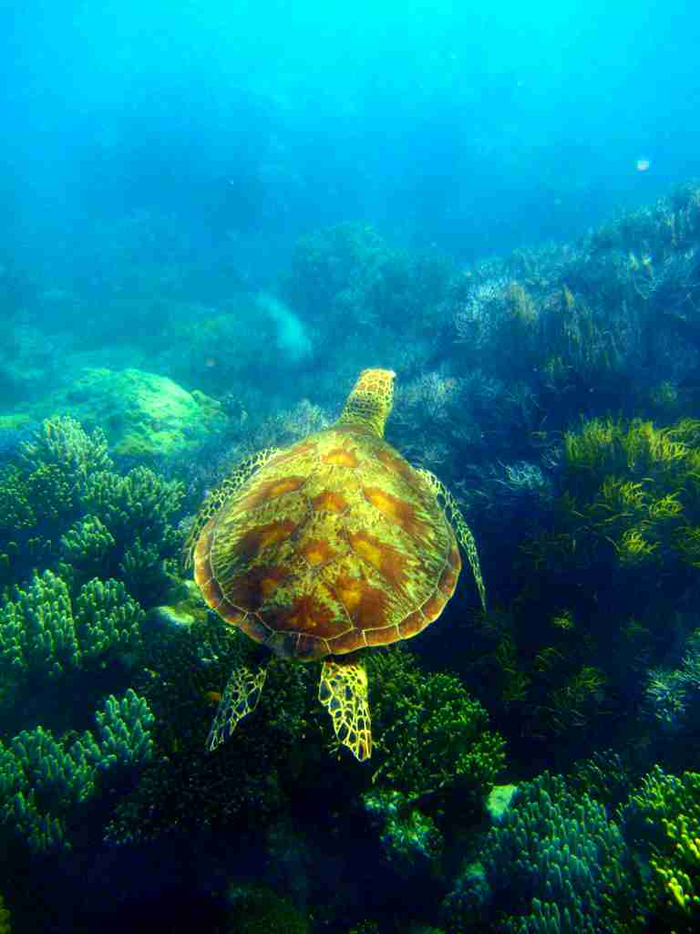 22 Fun Facts about Sea Turtle | Survival Secrets 2 sea turtle spleeping