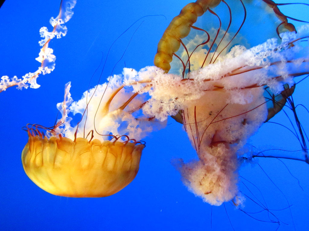 Fun Facts About Jellyfish