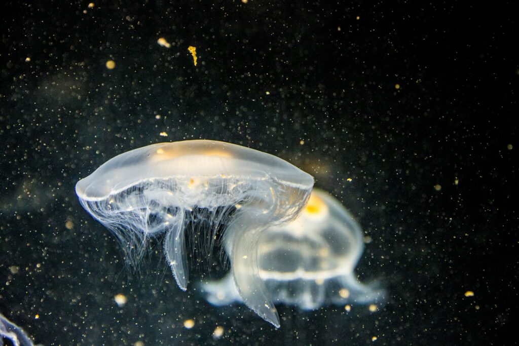 Fun Facts About Jellyfish
