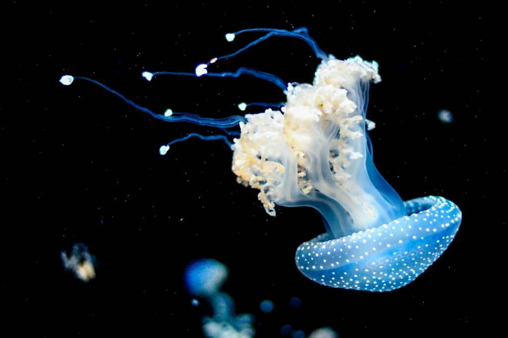 Fun Facts About Jellyfish